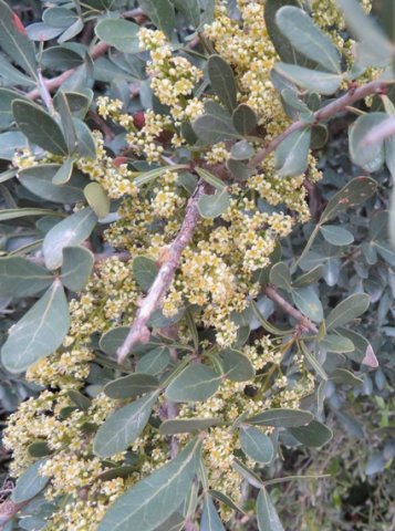 Searsia pterota flowers